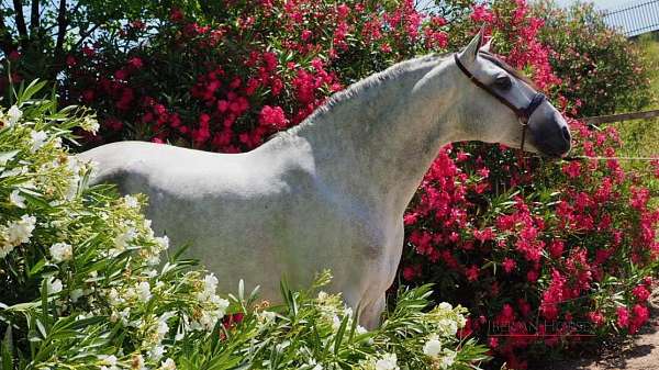morphological-competitions-andalusian-horse