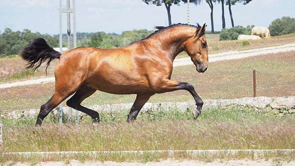 great-size-andalusian-horse