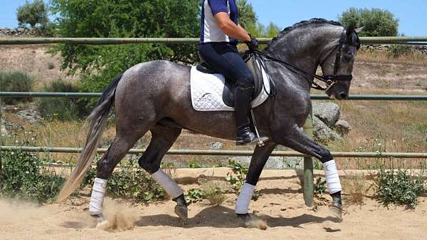 fantastic-gaits-andalusian-horse