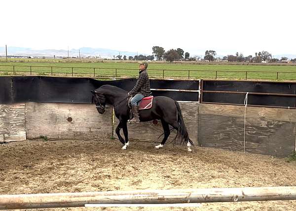 calf-roping-lusitano-horse