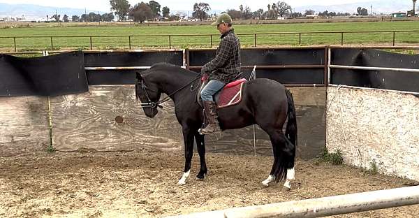 change-lusitano-horse