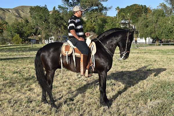 burguete-andalusian-horse