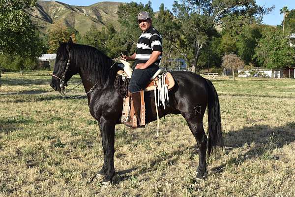 caballo-de-monte-del-pas-vasco-andalusian-horse