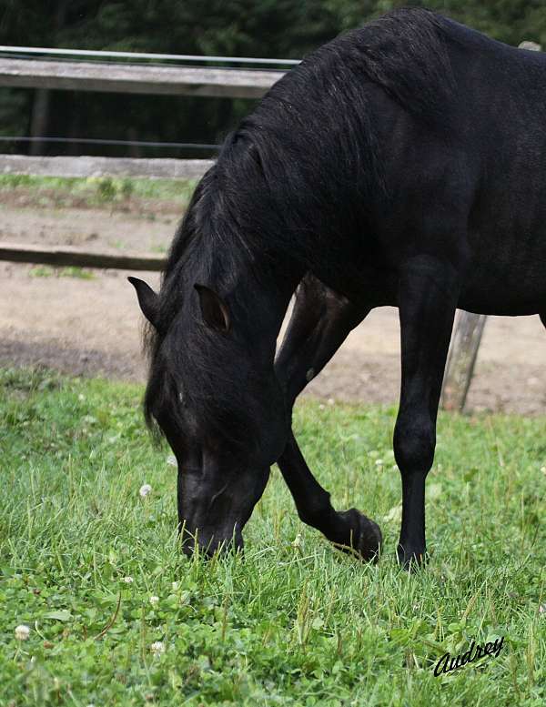 black-arabian-horse