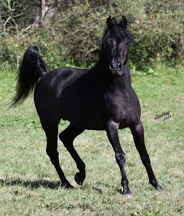 black-arabian-horse