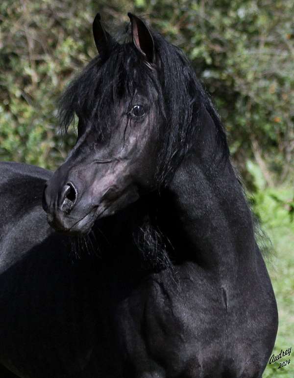 roaning-arabian-horse