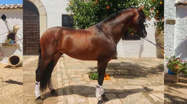 andalusian-horse