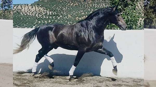 good-morphology-andalusian-horse