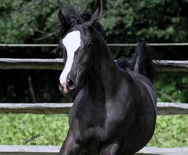 black-straight-egyptian-filly