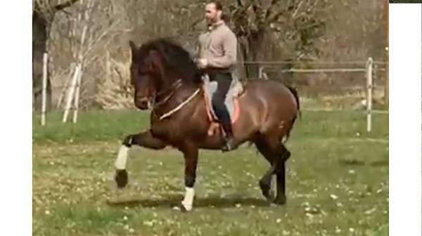 companion-working-andalusian-horse