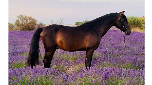 good-vetting-andalusian-horse