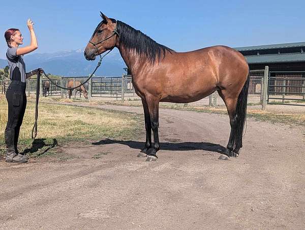 ialha-filly-yearling