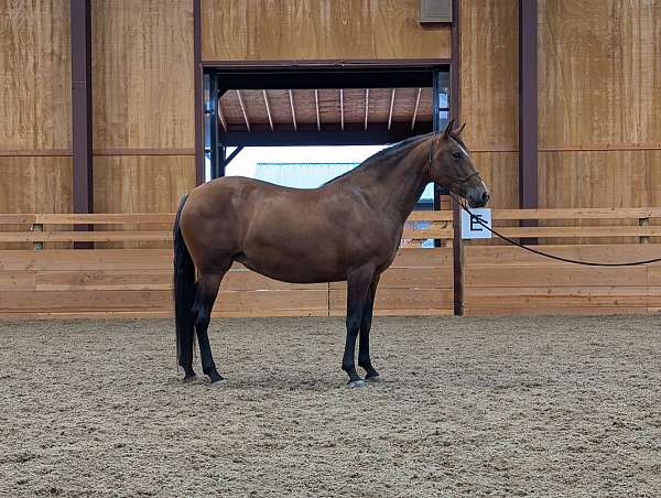 ialha-filly-yearling