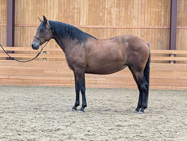 cut-andalusian-horse