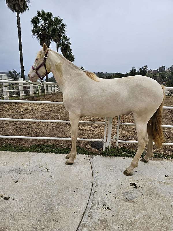 perlino-andalusian-horse