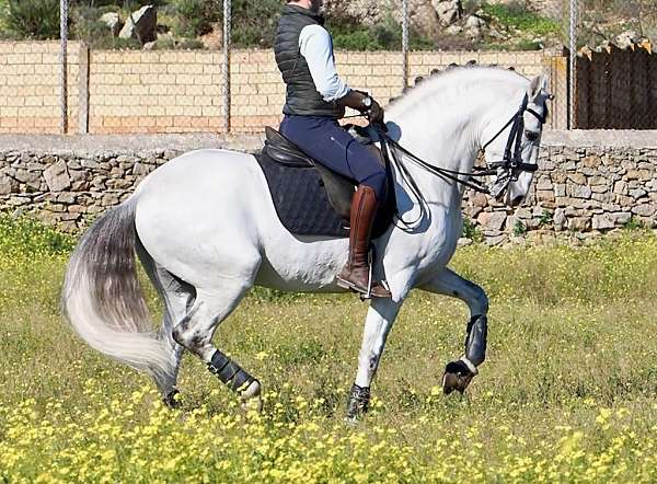 pyro-free-lusitano-horse