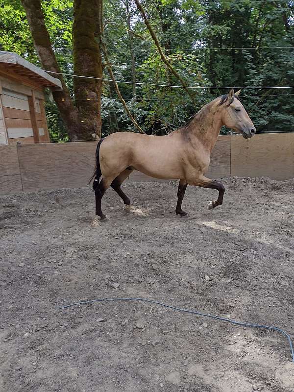 buckskin-andalusian-stallion