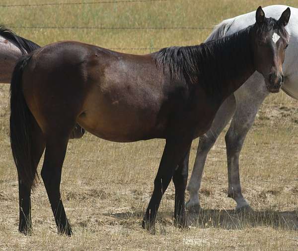 go-beckwith-roan-quarter-horse