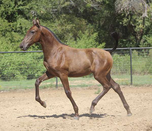 superstar-andalusian-horse