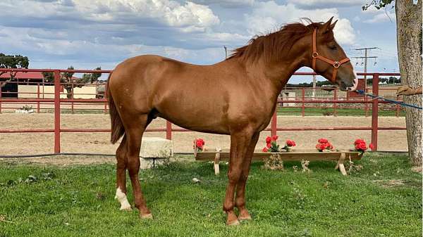 chestnut-andalusian-colt-stallion