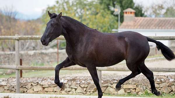 valdeolivass-brand-andalusian-horse