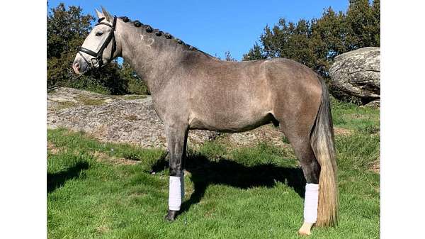 basic-lusitano-horse