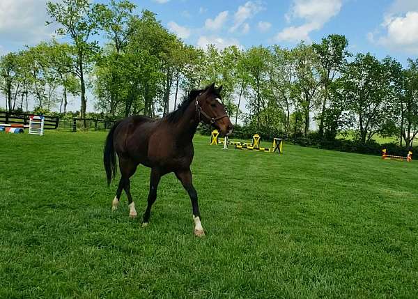 eventing-horses-for-sale-thoroughbred