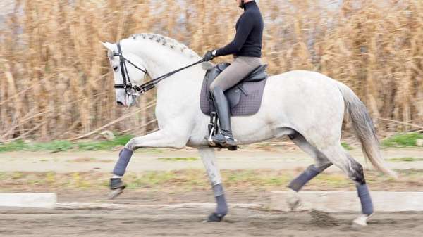 psg-level-andalusian-horse