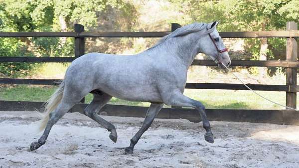 young-pre-horse-with-good-bloodlines