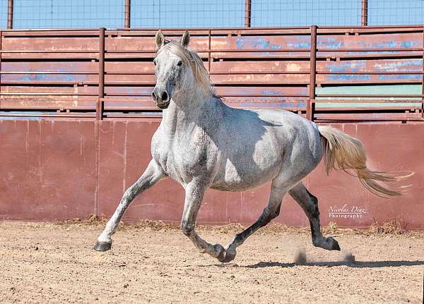 grey-andalusian-mare