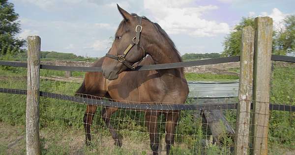 ohio-bred-gelding