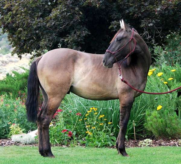 lusitano-azteca-horse