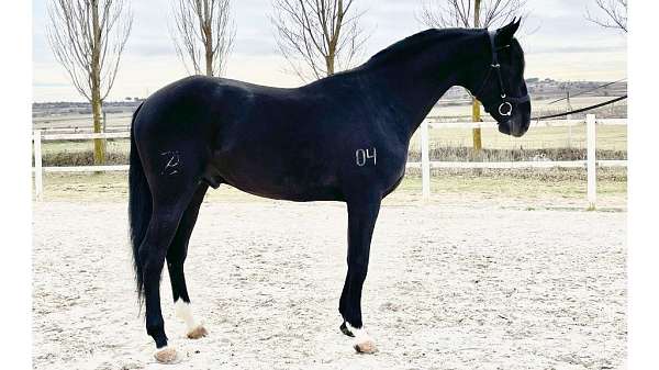 lusitano-horse