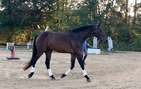 14-hand-irish-draught-colt