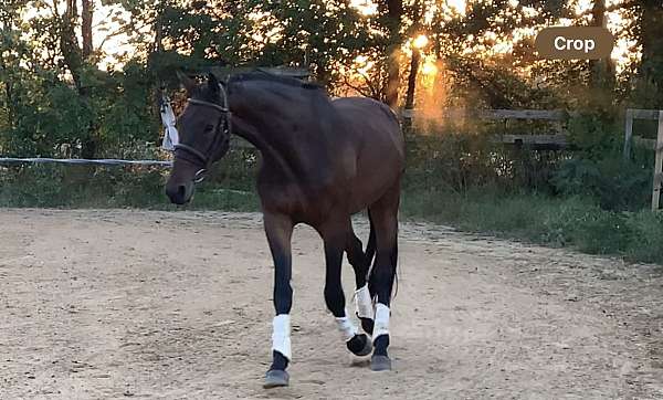 big-boned-irish-draught-horse