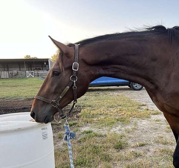 boned-irish-draught-horse