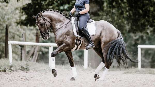 great-stallion-lusitano-horse