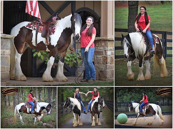 kid-safe-gypsy-vanner-horse