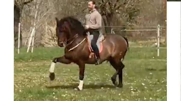 grand-prix-level-andalusian-horse