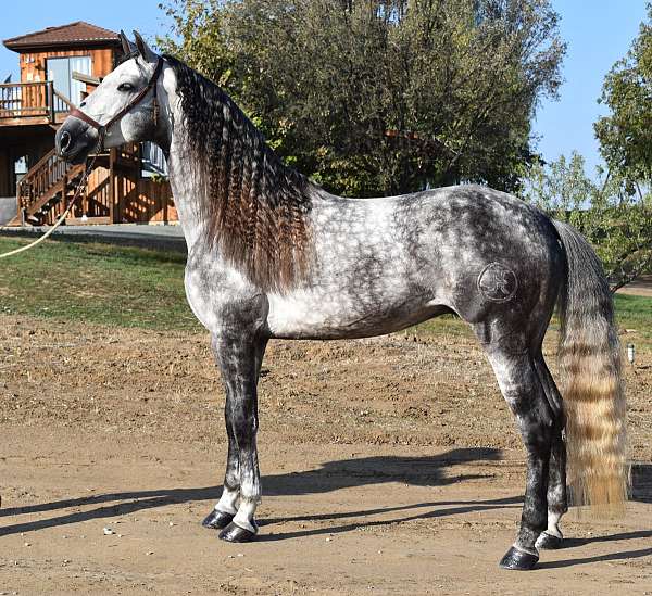 psg-stallion