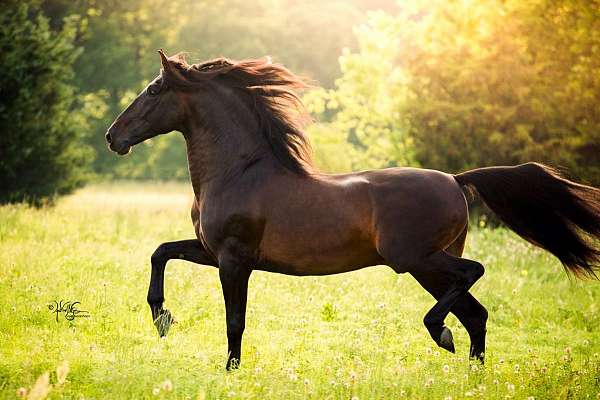 uspre-andalusian-horse