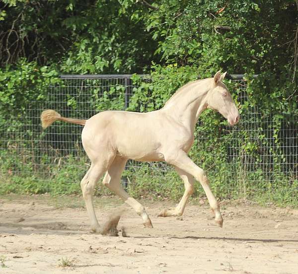 palomino-pearl-andalusian-horse