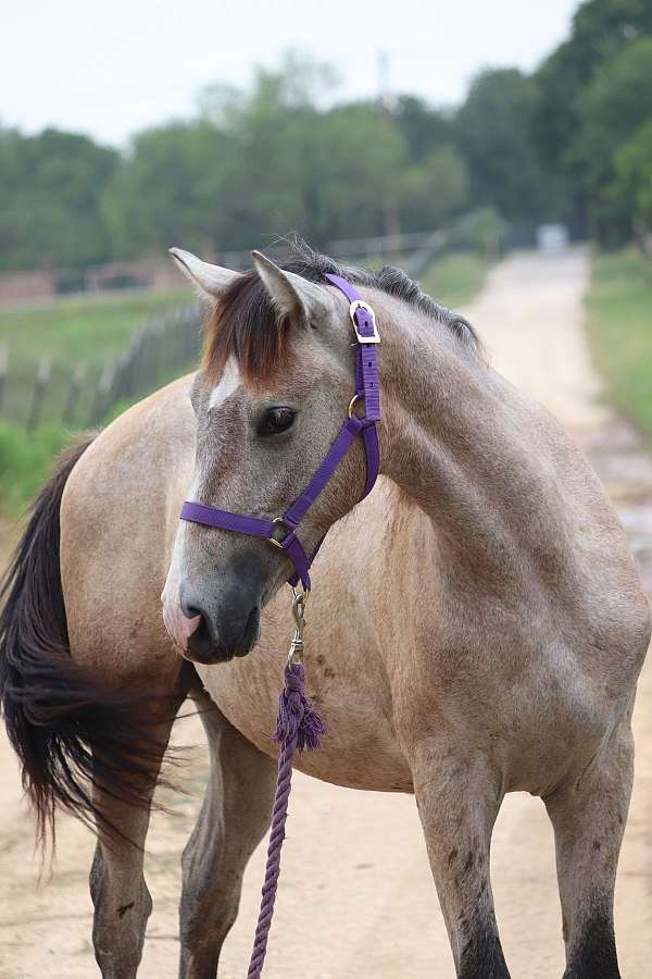 cardenas-andalusian-horse