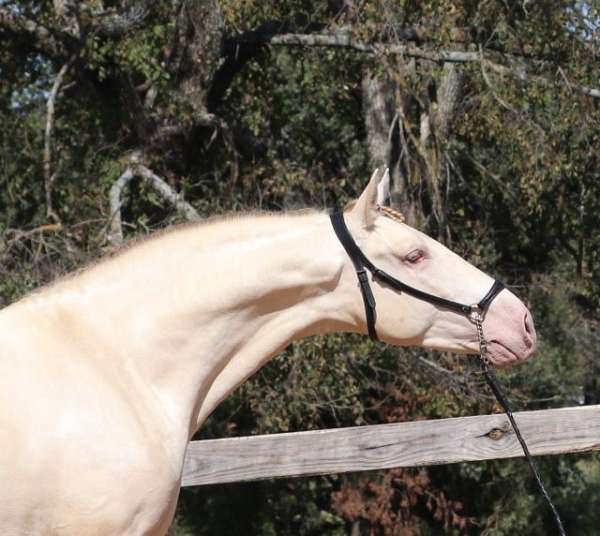 uspre-andalusian-horse