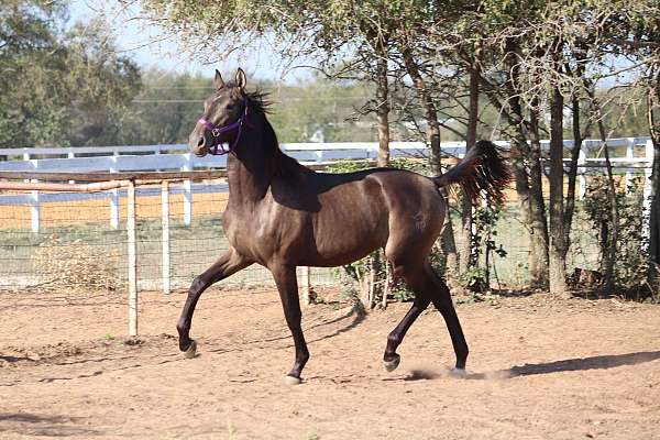 bridled-passion-farm-andalusian-horse