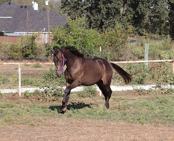 pre-andalusians-horse