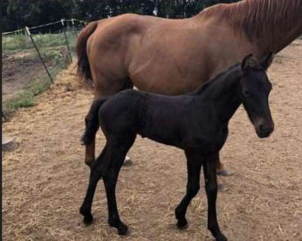 aaa-friesian-pony