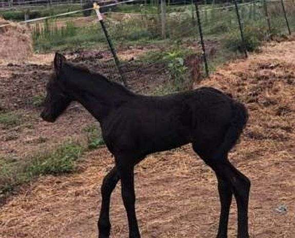 ability-friesian-pony