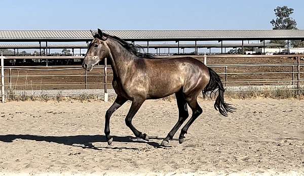 lusitano-filly