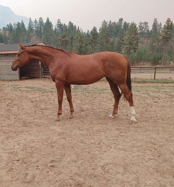 friendly-filly-warmblood-horse